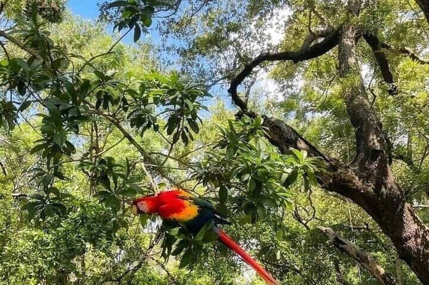 Half-Day Zip Line Combo: Beaches and Wildlife Encounter in roatan 2