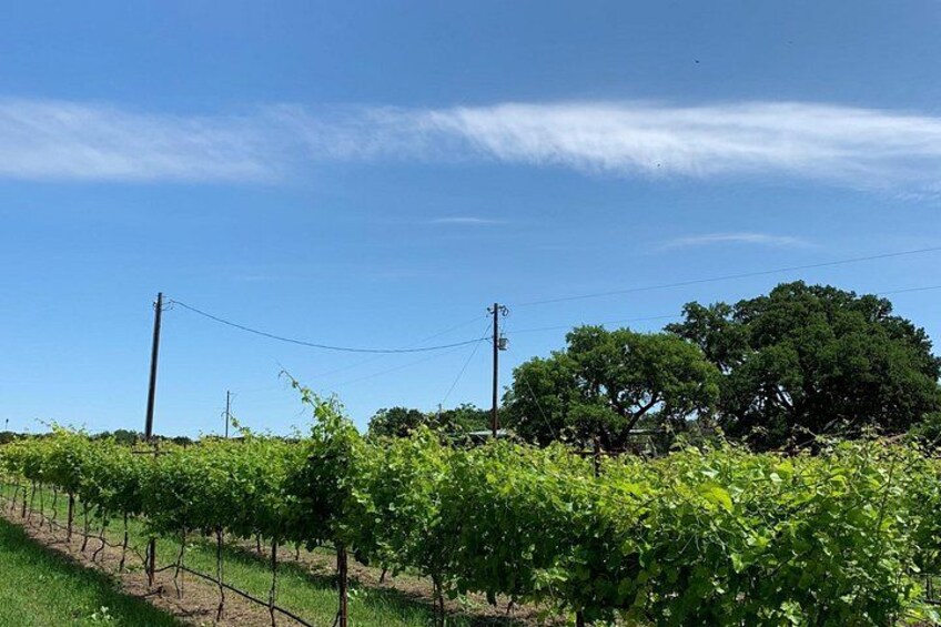 Ein Weinberg mit Reihen von Weinreben unter blauem Himmel. 2