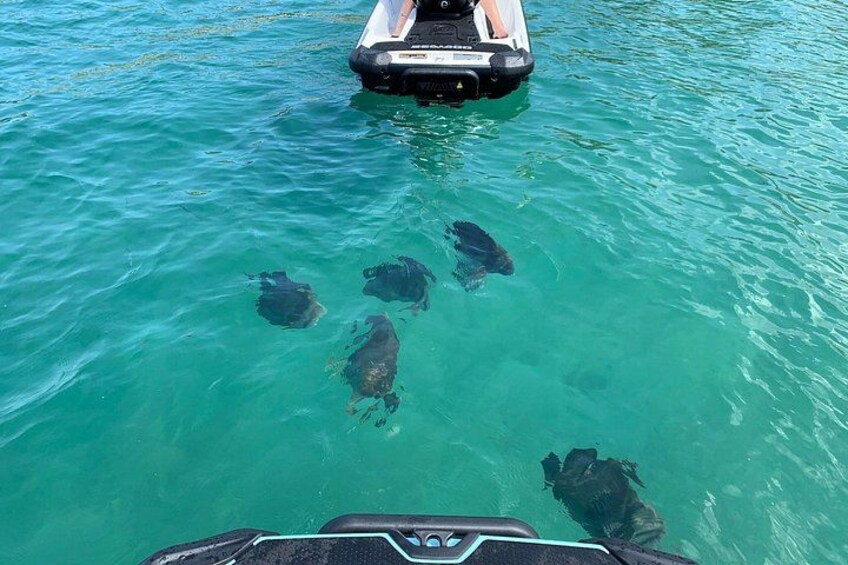 Magnetic Island Snorkel Jet Ski Tour 3