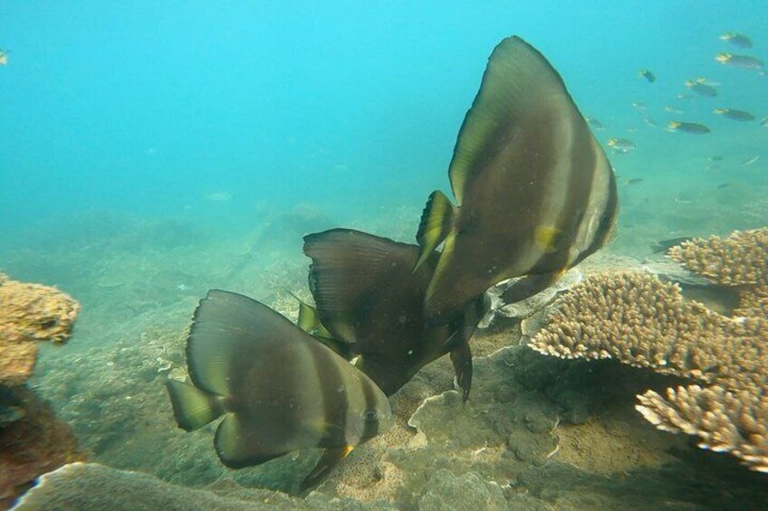 Magnetic Island Snorkel Jet Ski Tour 2