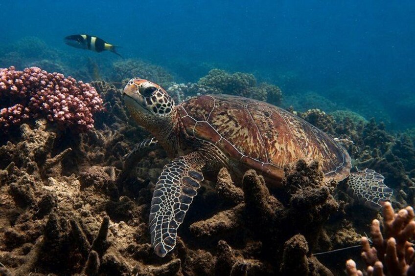 Magnetic Island Snorkel Jet Ski Tour 3