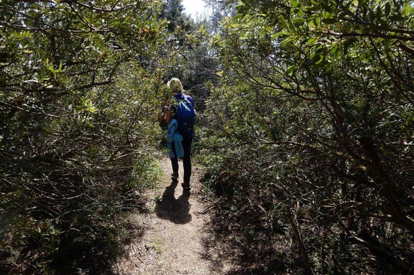 Along the path that crosses the typical Mediterranean scrub full of shrubs. 2