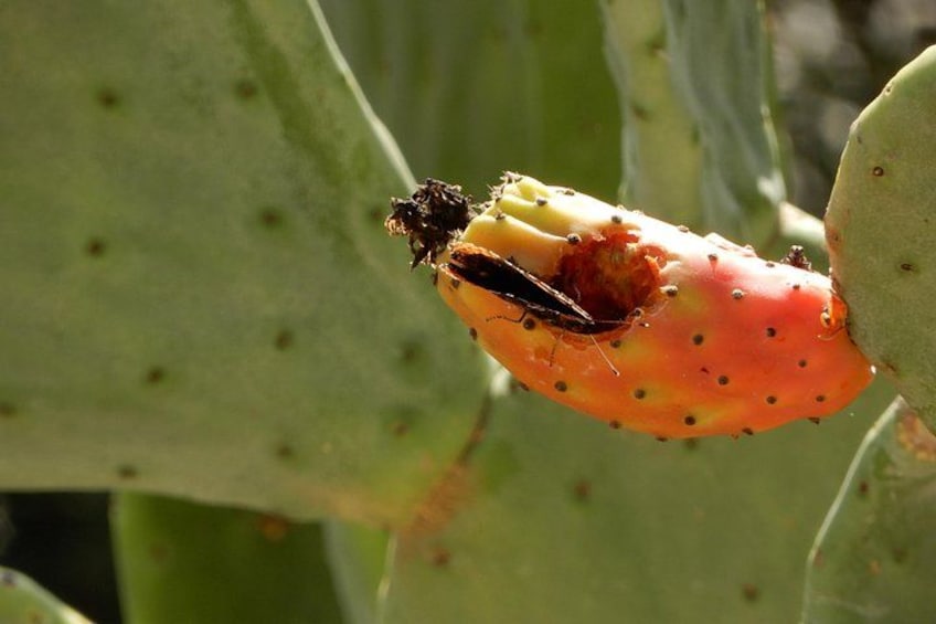 A Vanessa Atalanta sitting feeding on the prickly pear fruit. 4