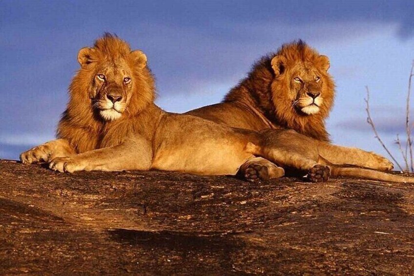 Two lions lying on a rock. 5