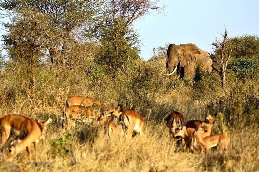 A savanna landscape with an elephant and several antelopes grazing. 4