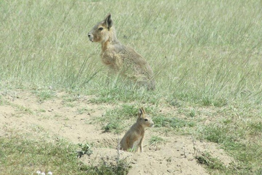 Two kangaroos in a grassy field. 2