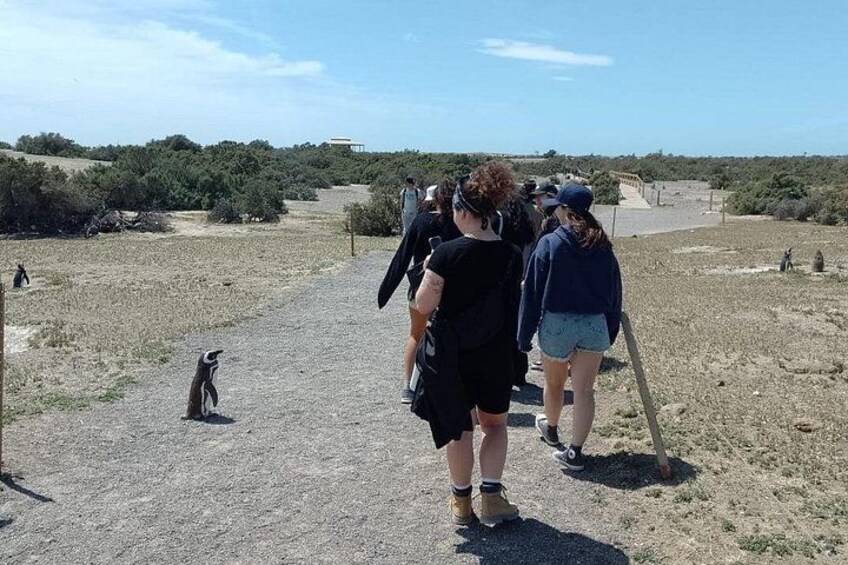 Eine Gruppe von Menschen geht auf einem Kiesweg, während ein Lemur auf seinen Hinterbeinen steht. 3