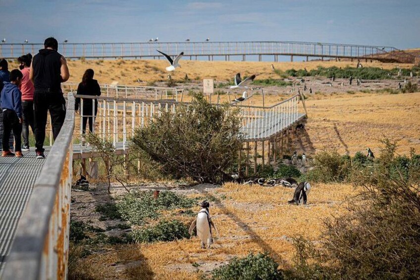 Full-day excursion to Punta Tombo Natural Penguin Park 2