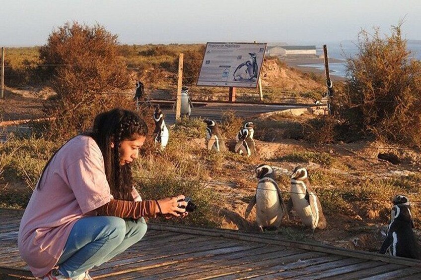 Full-day excursion to Punta Tombo Natural Penguin Park 5