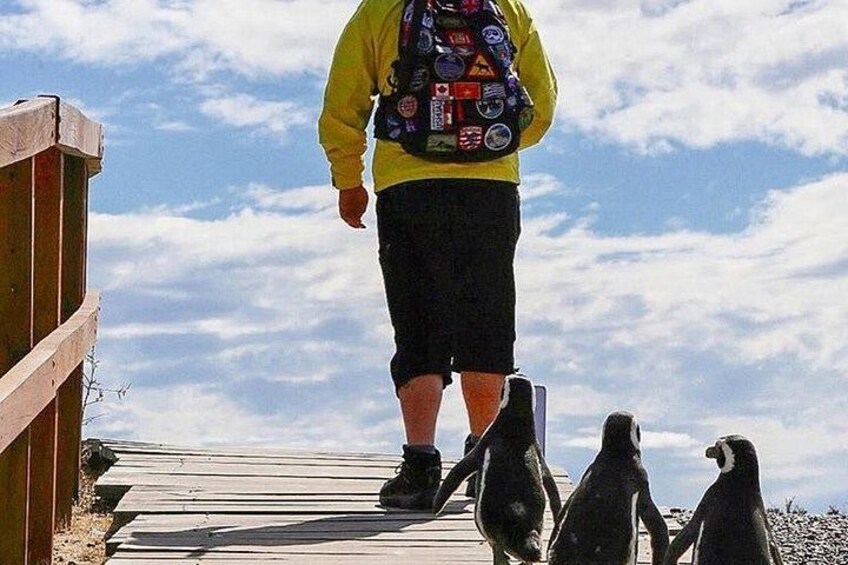 Full-day excursion to Punta Tombo Natural Penguin Park 4