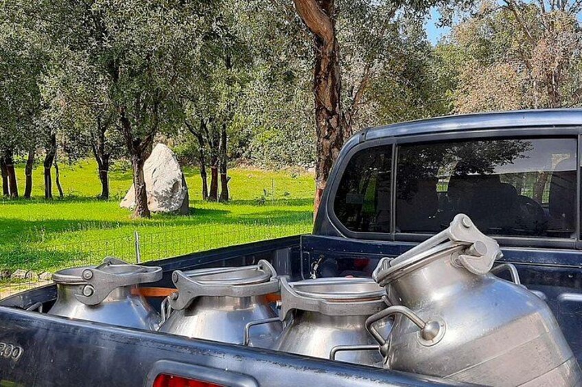 Day with the Shepherd and Lunch in Arzana 2