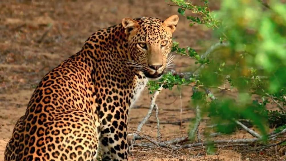 A leopard sitting near a bush in a dry, open landscape. 1