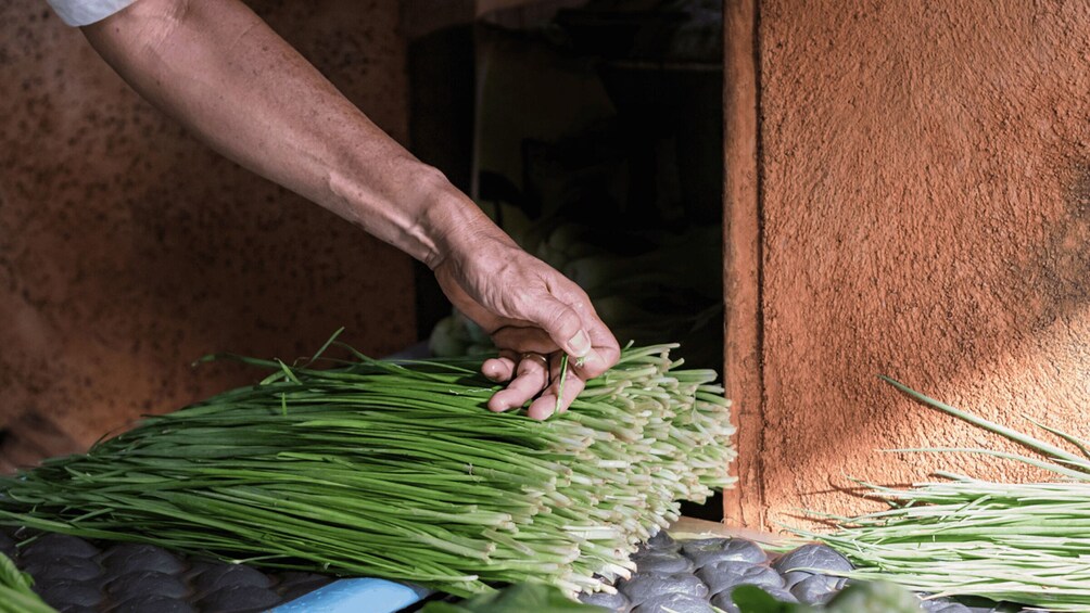 A hand sorting through a bunch of green onions. 5