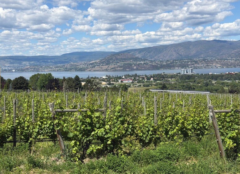 Picture 28 for Activity Kelowna: Guided Wine Tour by E-Bike with Lunch & Tastings 3