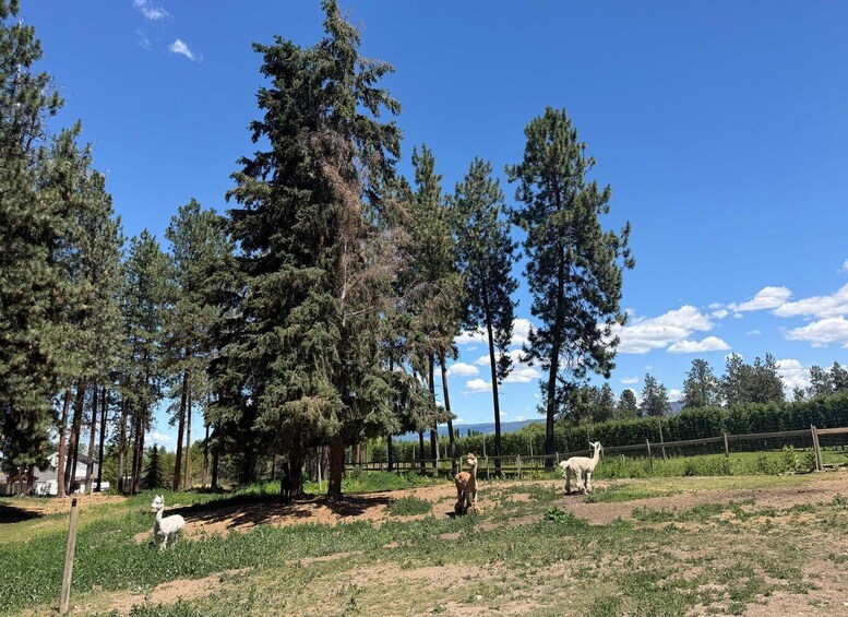 Picture 26 for Activity Kelowna: Guided Wine Tour by E-Bike with Lunch & Tastings 5