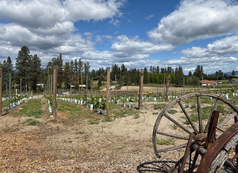 Picture 19 for Activity Kelowna: Guided Wine Tour by E-Bike with Lunch & Tastings 4