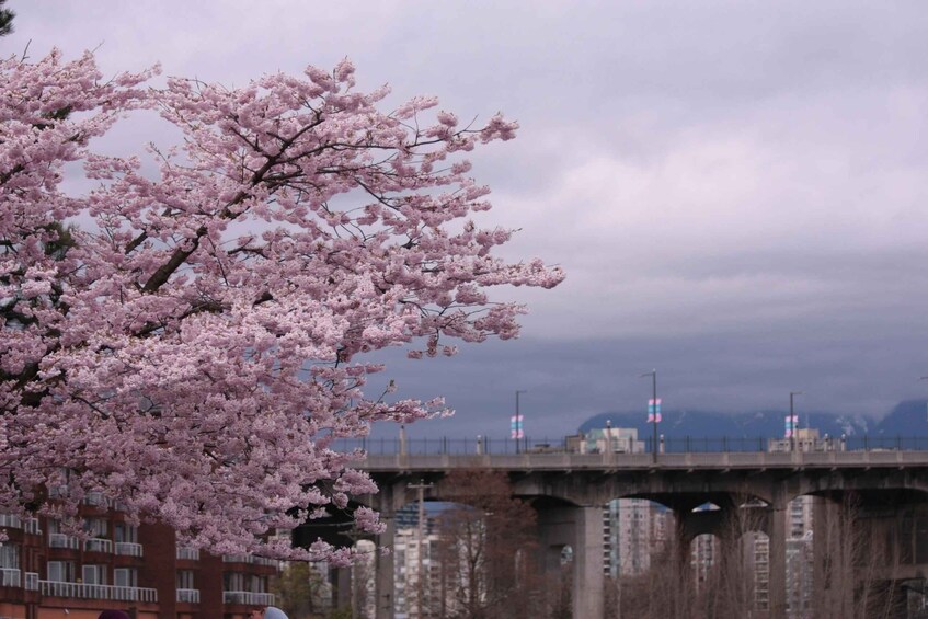 Picture 9 for Activity Vancouver: Capilano Bridge, Stanley Park & Granville Island 3