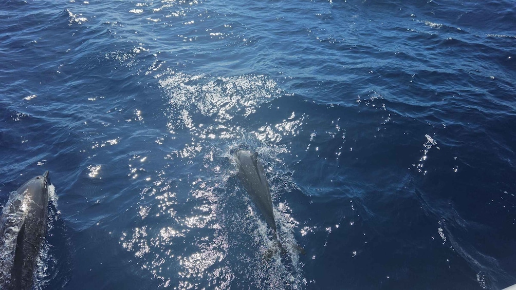 Dolphins swimming in the ocean. 5