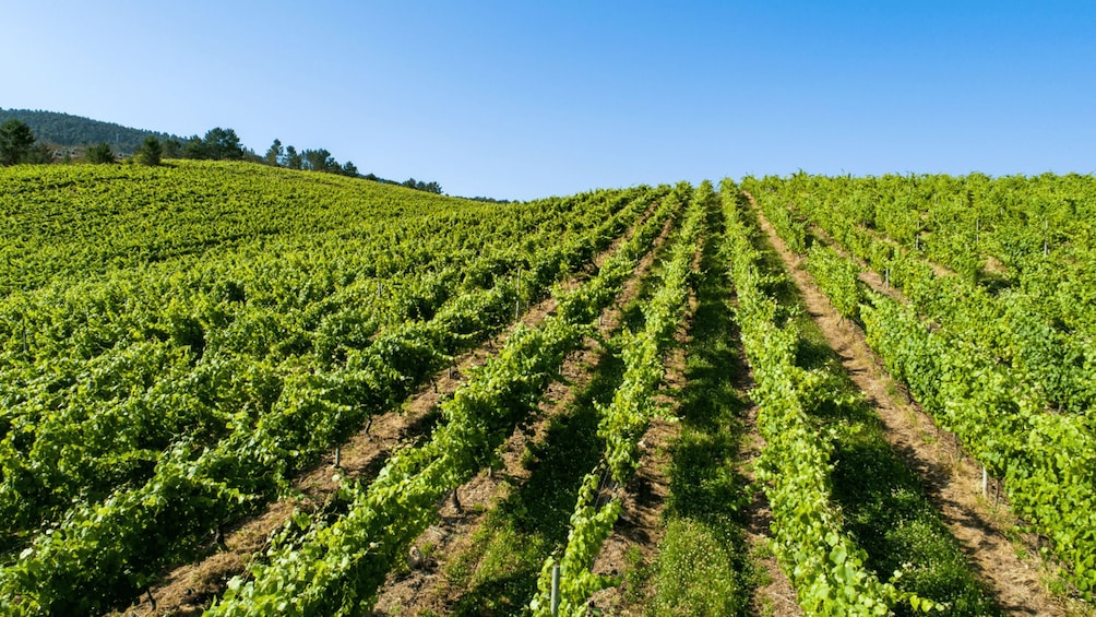 A vineyard with rows of grapevines under a clear blue sky. 4