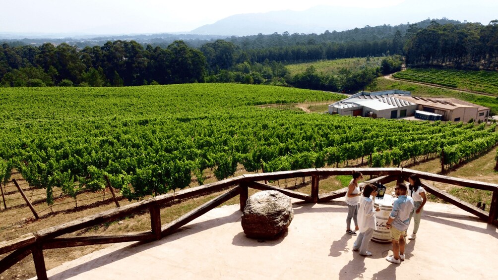 A vineyard with rows of grapevines and a building in the background. 1