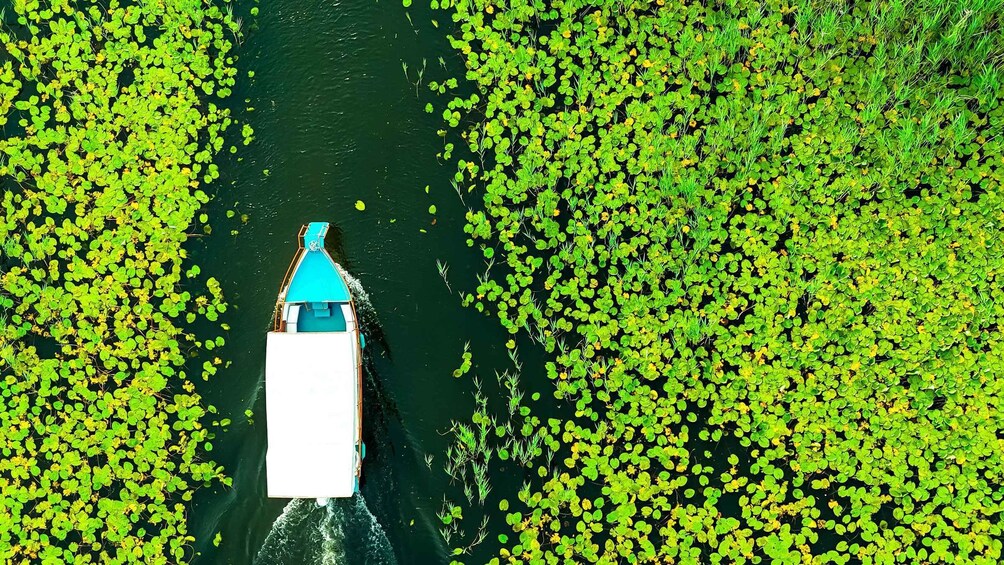 A boat navigating through a dense area of green aquatic plants. 2