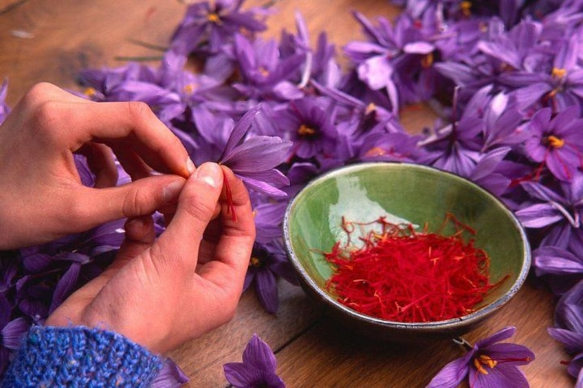 Olmedo Guided Saffron Laboratory Tour with Tasting 1