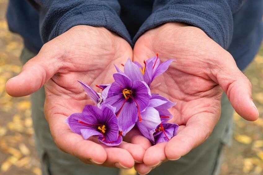 Olmedo Guided Saffron Laboratory Tour with Tasting 4