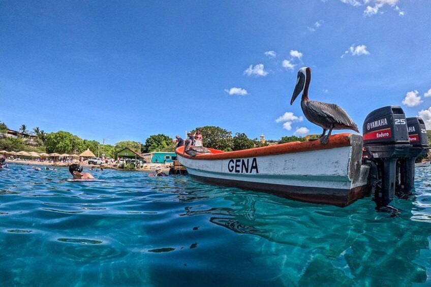 Curaçao Seabob in Playa Piskado Adventure with Sea Turtles 4