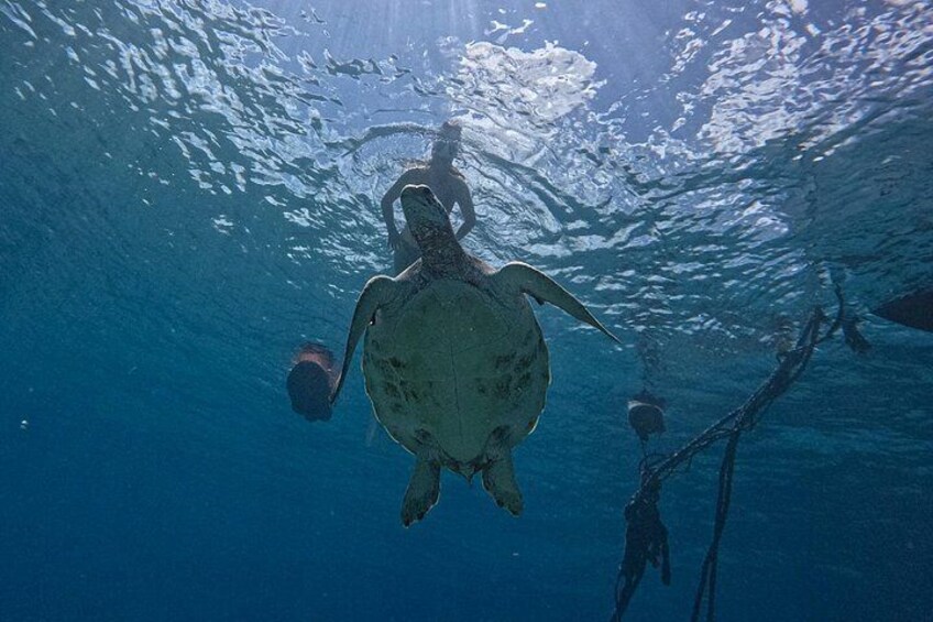 A turtle swimming underwater. 5