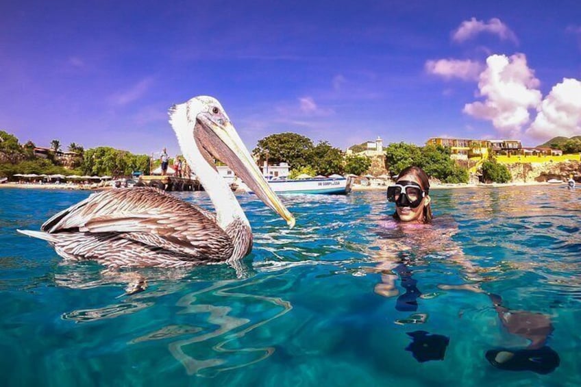 Curaçao Seabob in Playa Piskado Adventure with Sea Turtles 3