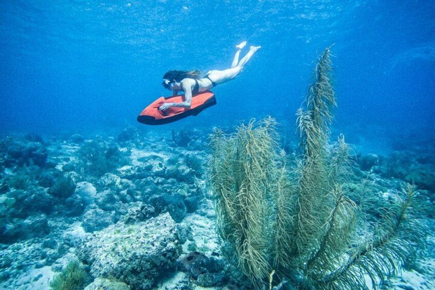 Curaçao Seabob in Playa Piskado Adventure with Sea Turtles 3