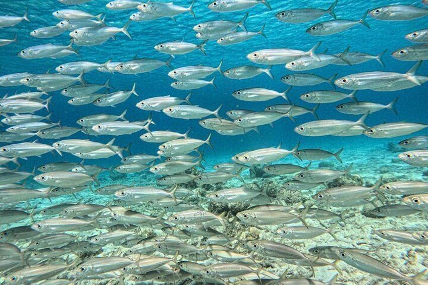 A school of fish swimming in the ocean. 4
