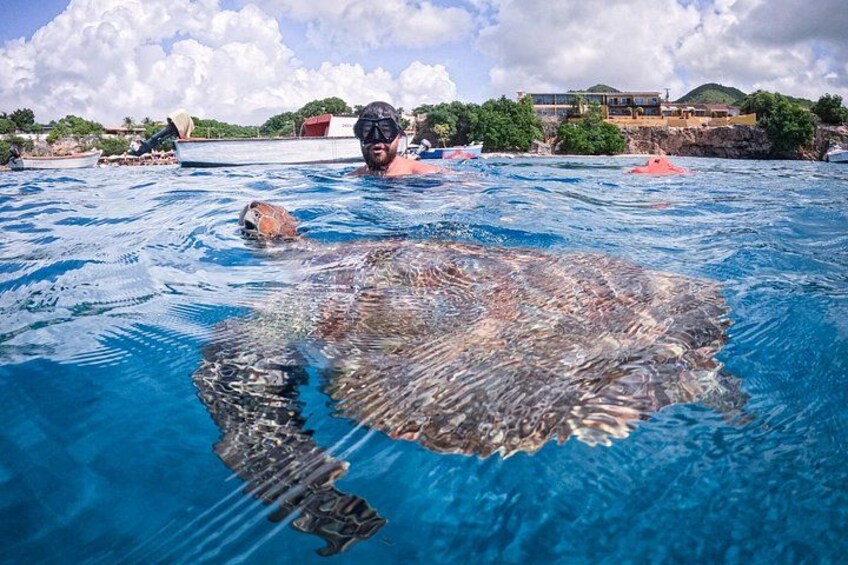 A large turtle in a swimming pool with a person in the background. 4