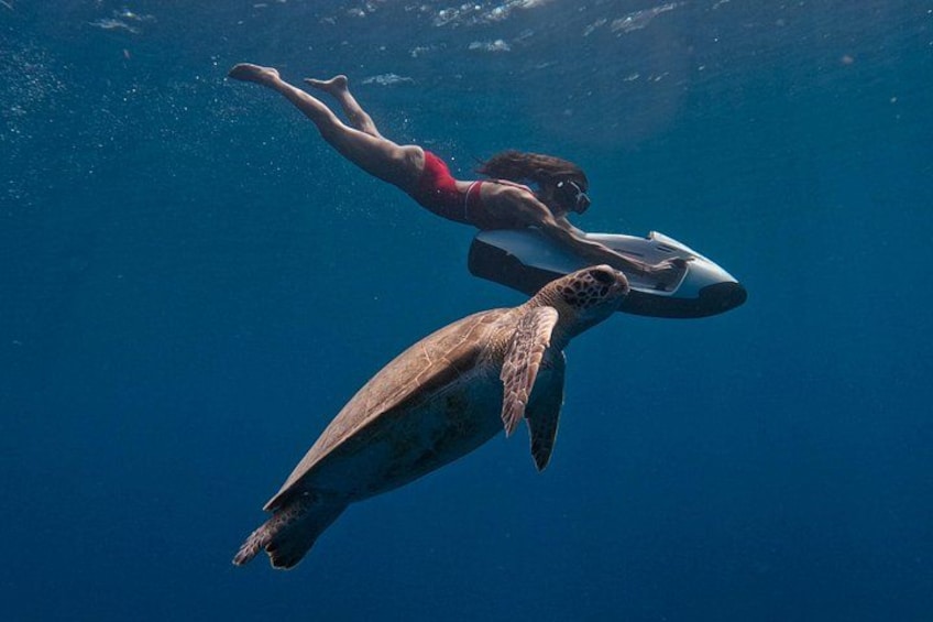 A person swimming with a sea turtle. 1