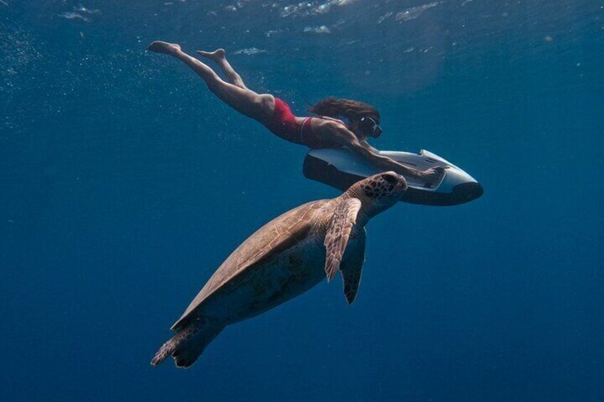 A person swimming with a sea turtle. 1