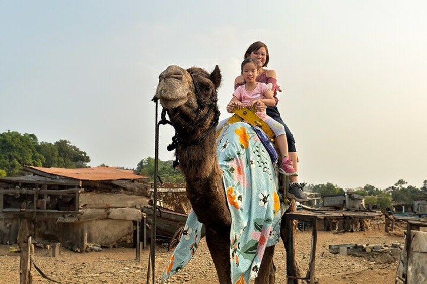A camel with a rider in a rural setting. 4