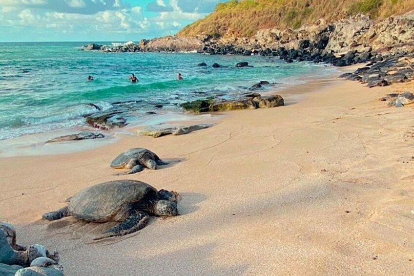 Hawaiian Green Sea Turtles on the Beach 3