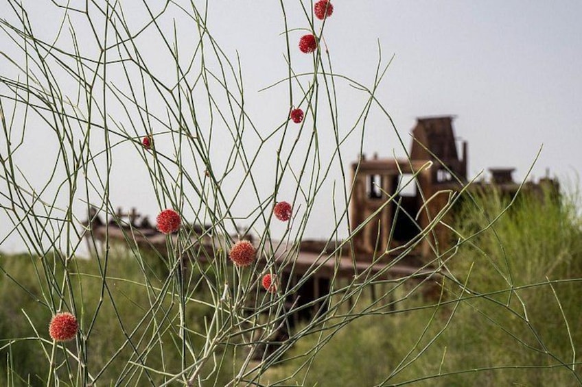 Un campo con erba alta e fiori sferici rossi, con un treno arrugginito sullo sfondo. 4