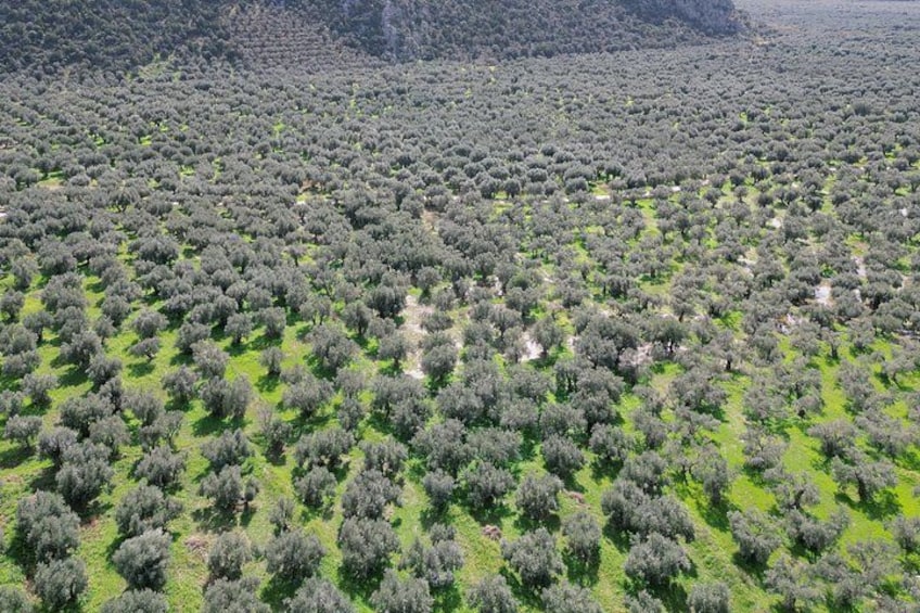 olive grove views 5