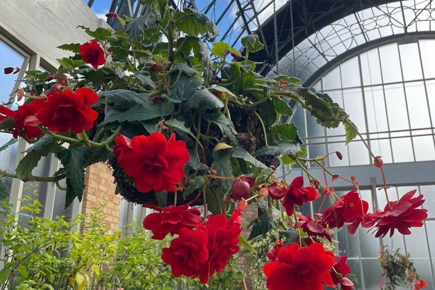 Un invernadero con flores rojas y un muro de ladrillo al fondo. 5