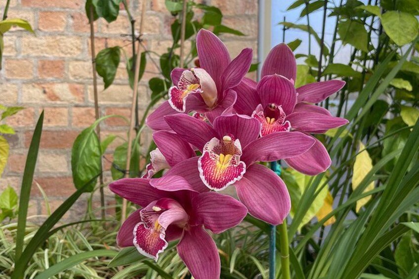 Un grupo de orquídeas rosadas con centros blancos y amarillos, frente a una pared de ladrillo y follaje verde. 4