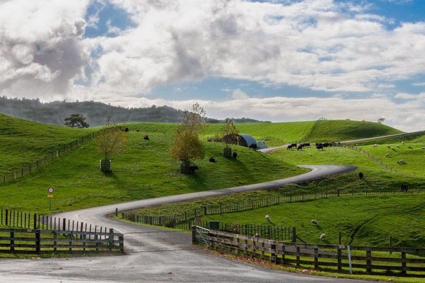 Private Tour Tauranga Magical Hobbiton Movie Set 2