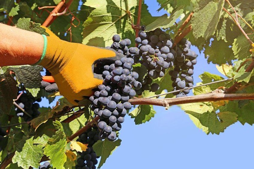 A person wearing a yellow glove holding a bunch of dark purple grapes. 3
