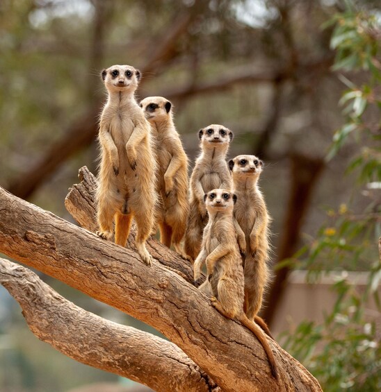 Picture 4 for Activity Adelaide Zoo: General Admission Tickets 5