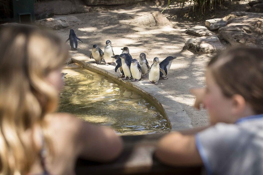 Picture 2 for Activity Adelaide Zoo: General Admission Tickets 4