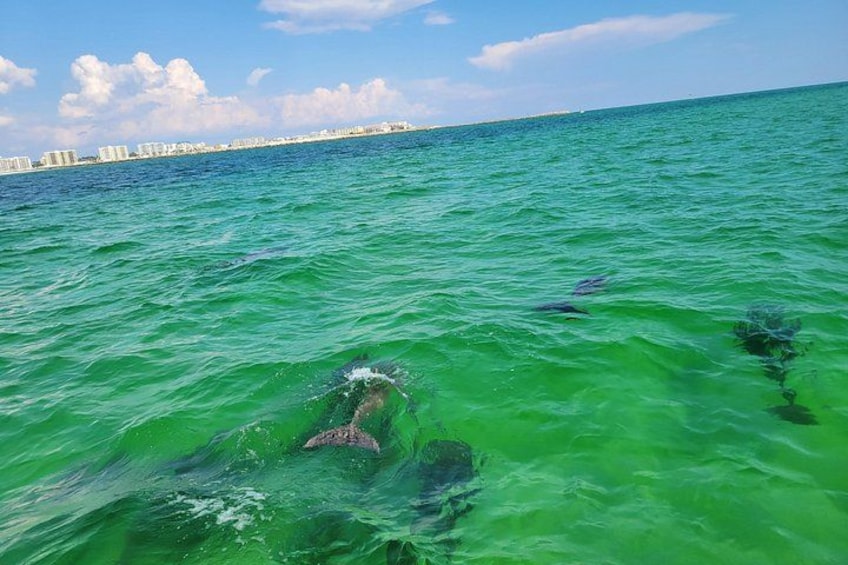 Hydro Rocket Dolphin Sightseeing Boat Tour from Destin 3