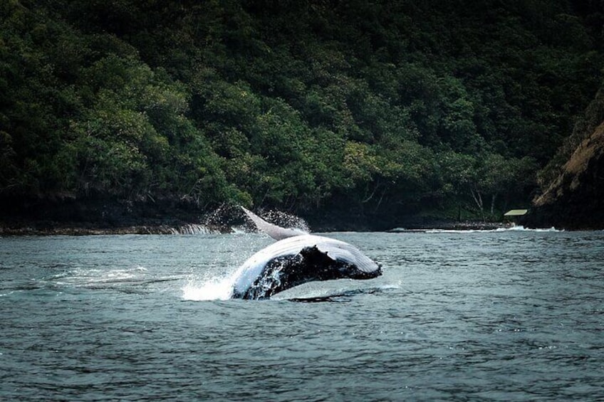 A whale breaching the water near a forested coastline. 1