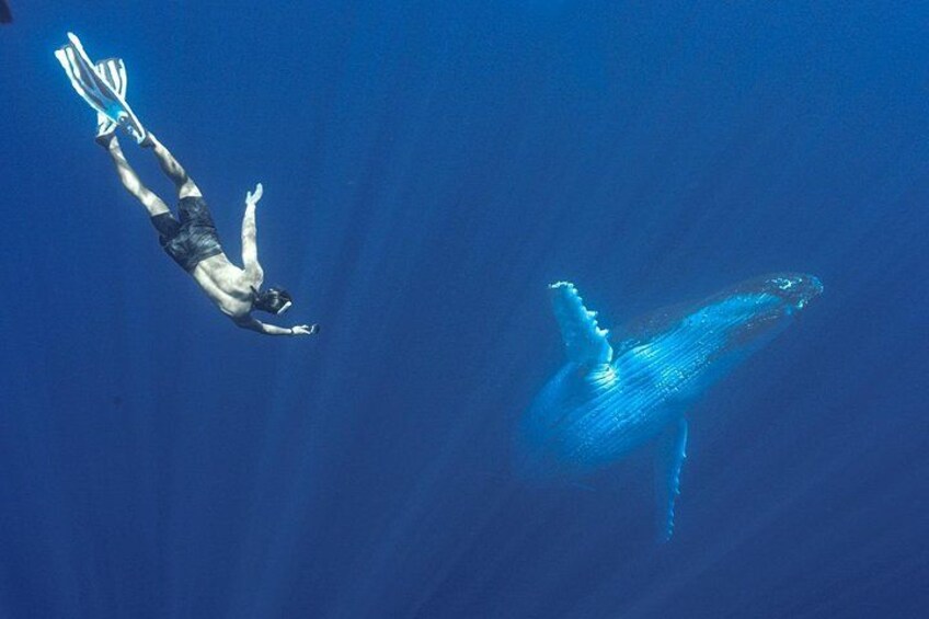 A diver swimming near a whale. 3