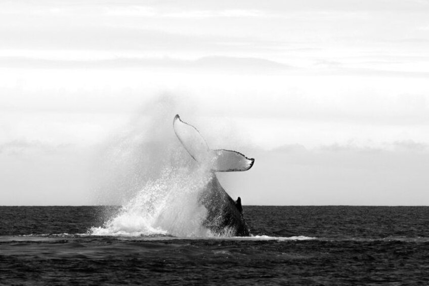 Half Day Whale Watching in a Small Shared Group 2