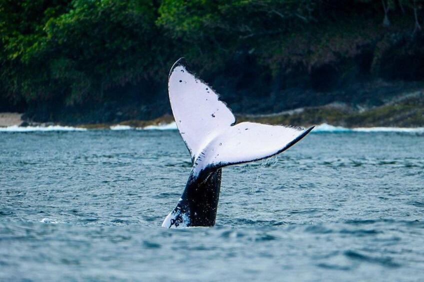 A whale's tail fin above water. 2